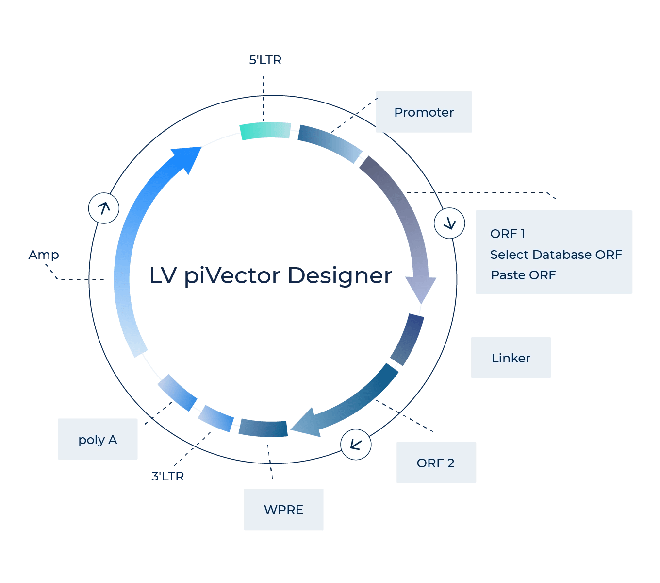 Lentivirus Plasmid Design and Construction