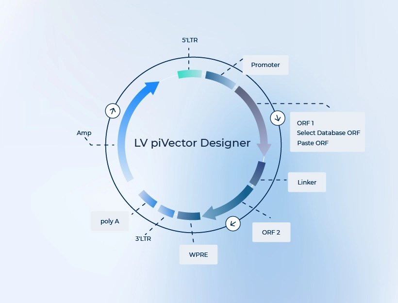 Lentivirus Plasmid Design and Construction