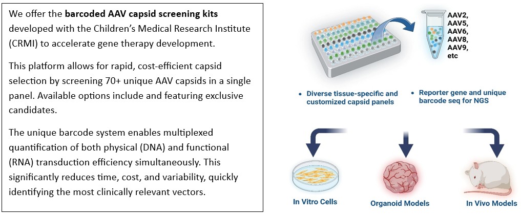 Brain Organoids and AAV Capsid Screening Kits: An Innovative