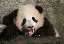 Tian Bao, premier bébé panda né en Belgique, prend son indépendance.