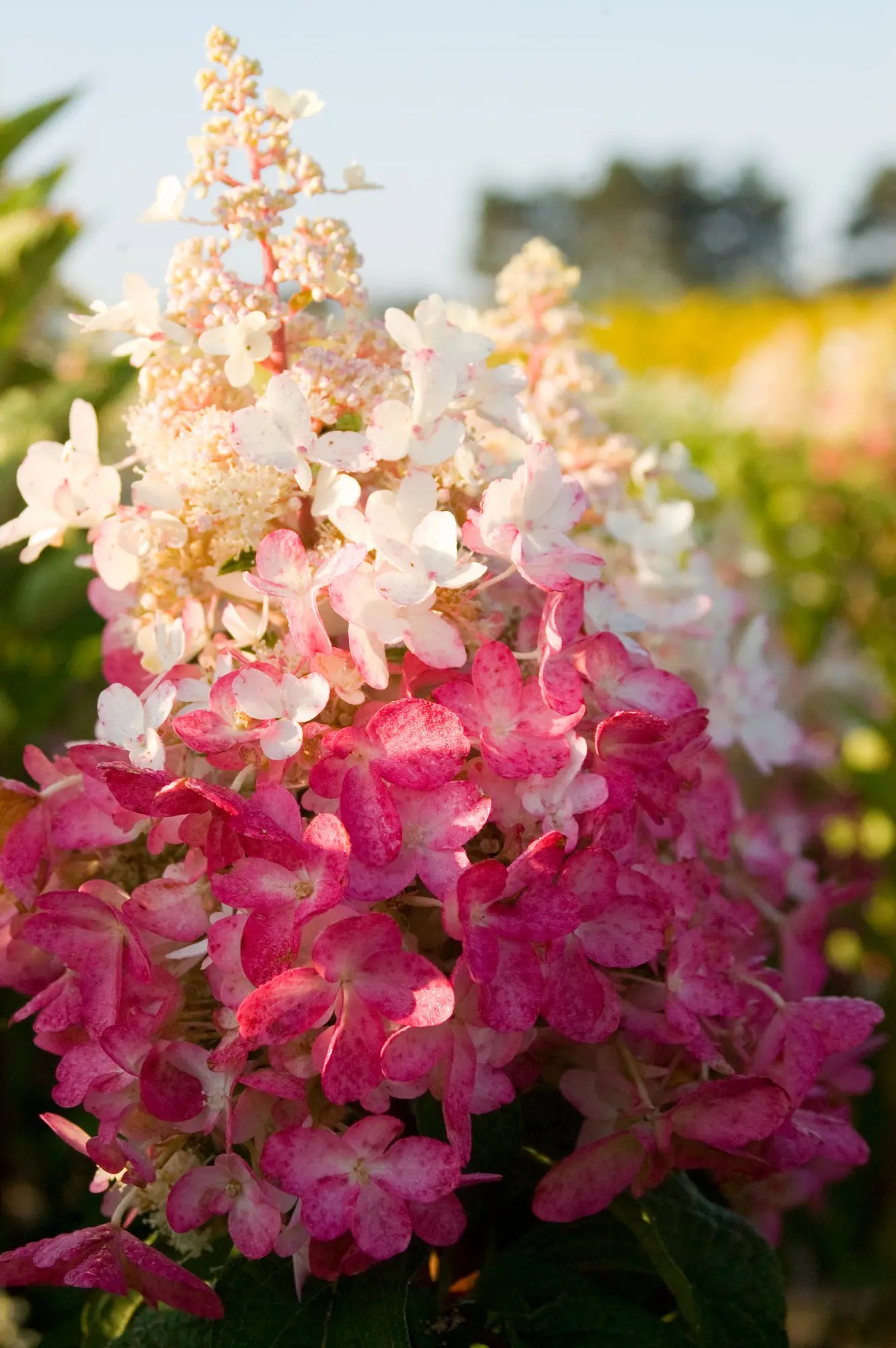 Buy Hydrangea Pinky Winky Hydrangea Paniculata Pinky Winky Dvppinky Pbr 24 99 Delivery By Crocus