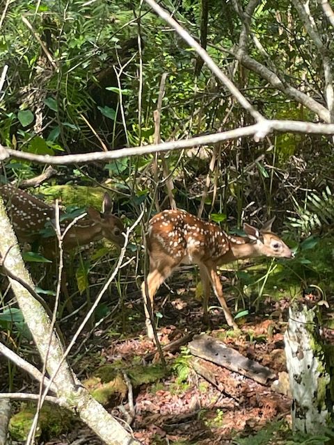 Deer at Park in the trees