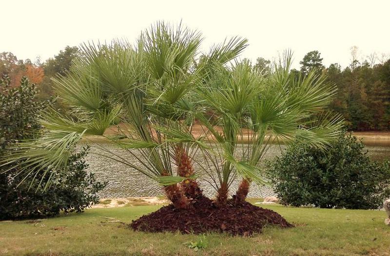Spending a few days, weeks or months in north georgia can do wonders for your spirits. Palm/Palms/Trees/Tree/for/in/sale/buy/pics/pictures/images