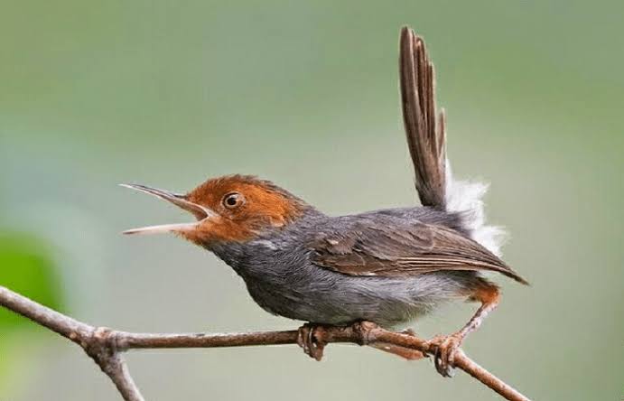 √ Download Suara Prenjak Betina MP3 Gacor Memanggil Jantan