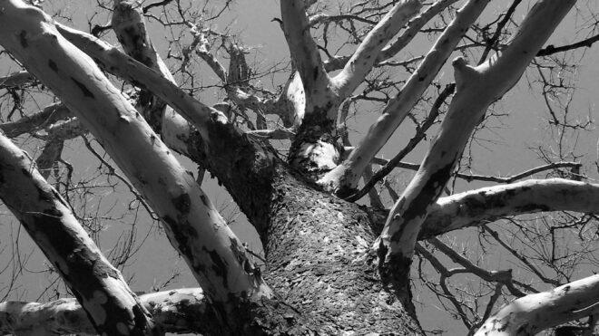 Can you remove dead trees?