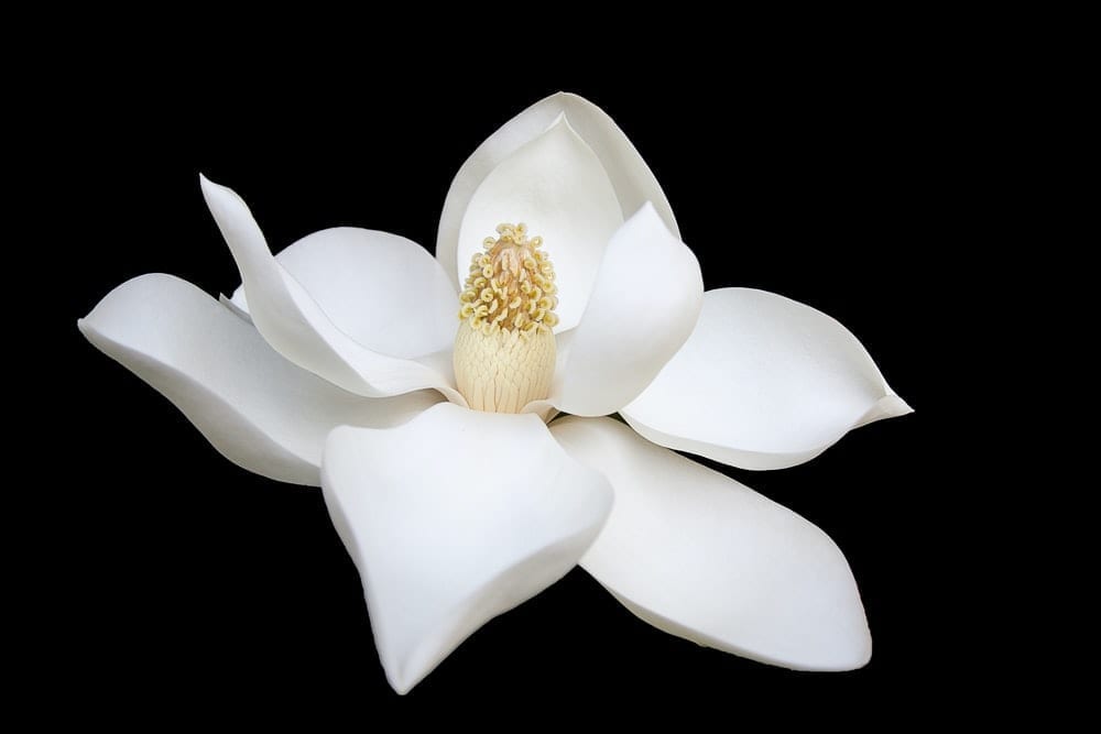 Magnolia Flower Meaning, Symbolism, and Colors Pansy Maiden (2022)