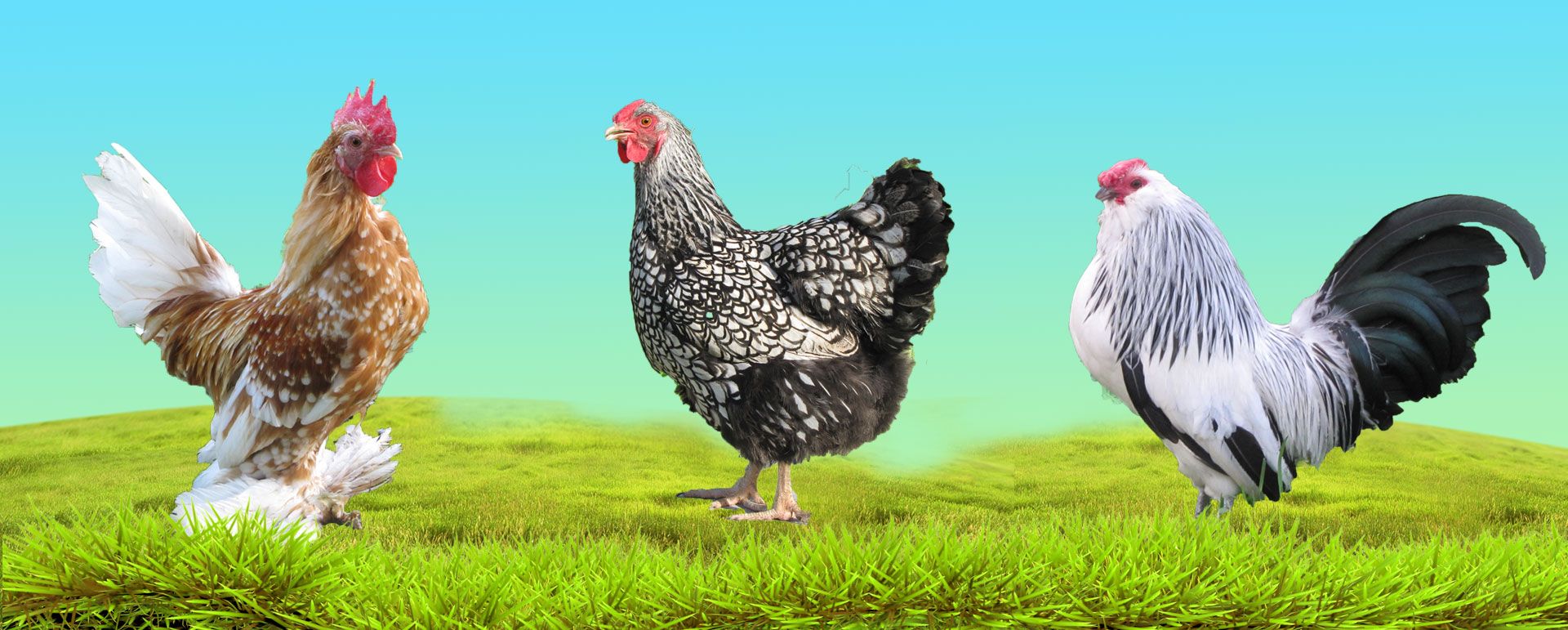 Indio Gigante Park Hayvancilik Facebook