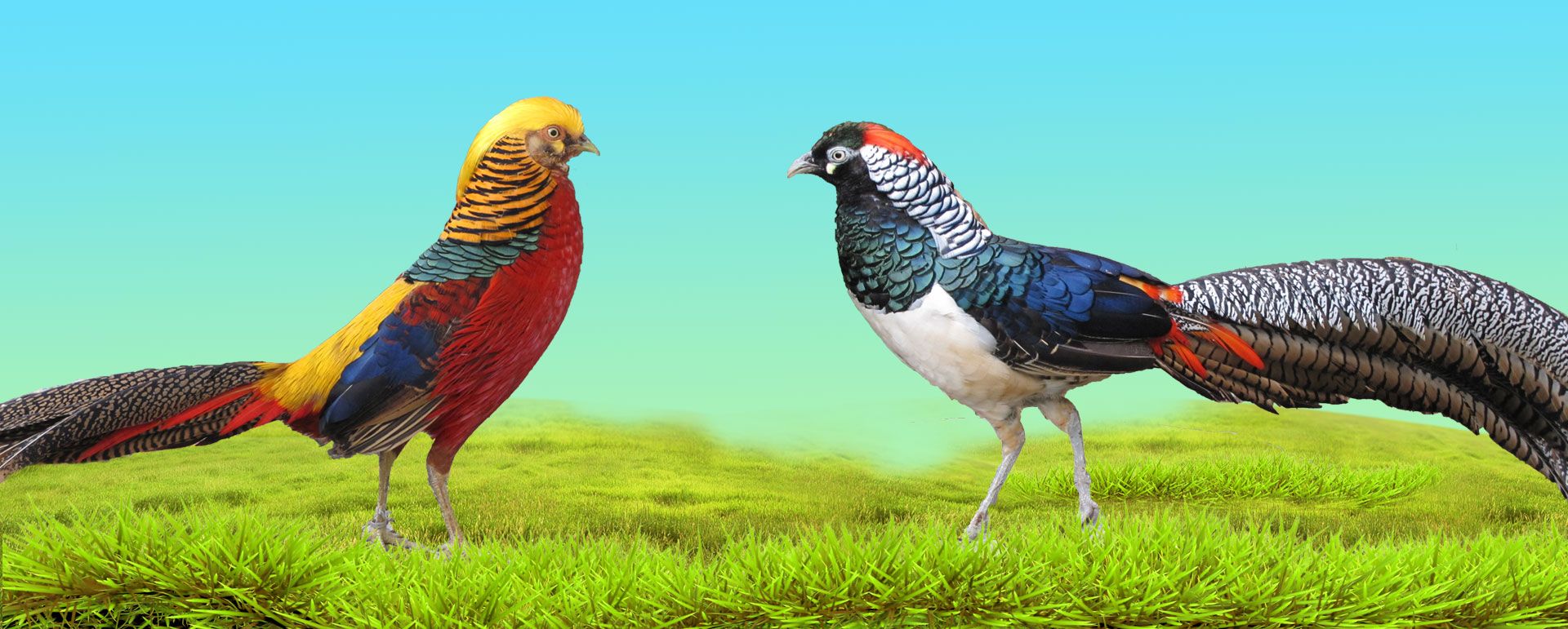 Park Hayvancilik Sus Tavuklari Keklik Sulun Tavuskusu Ordek Kaz Uretim Ciftligi Bursa Turkiye