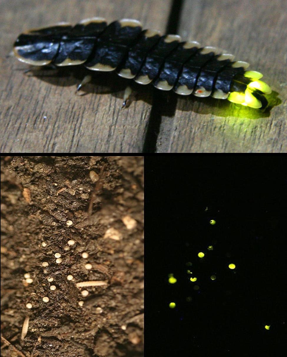 Fireflies take the spotlight during Swaner Preserve & EcoCenter
