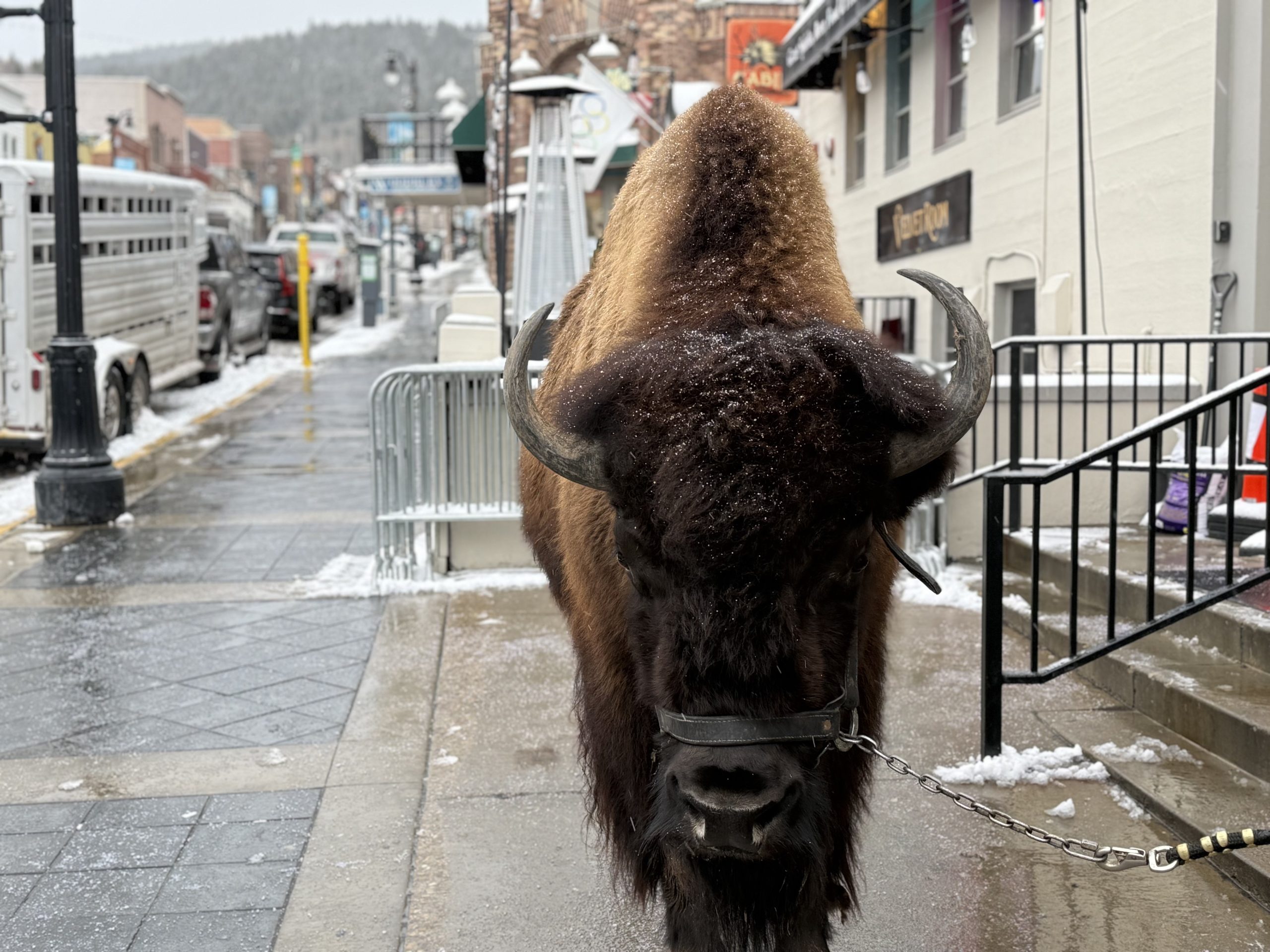Park City Main Street is where the buffalo roam?