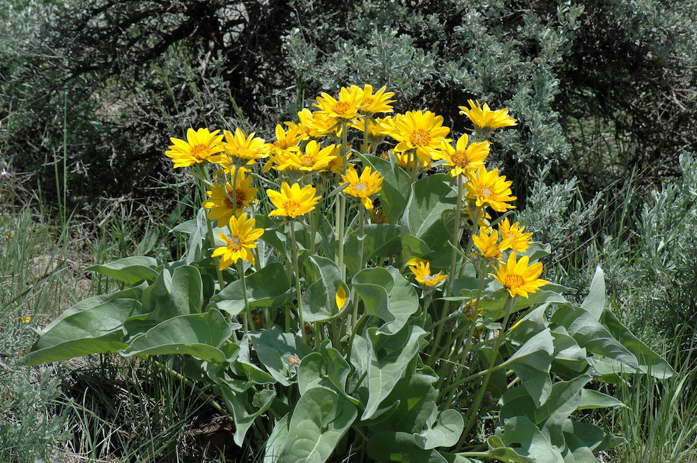 Spring blossoms with guided wildflower hikes