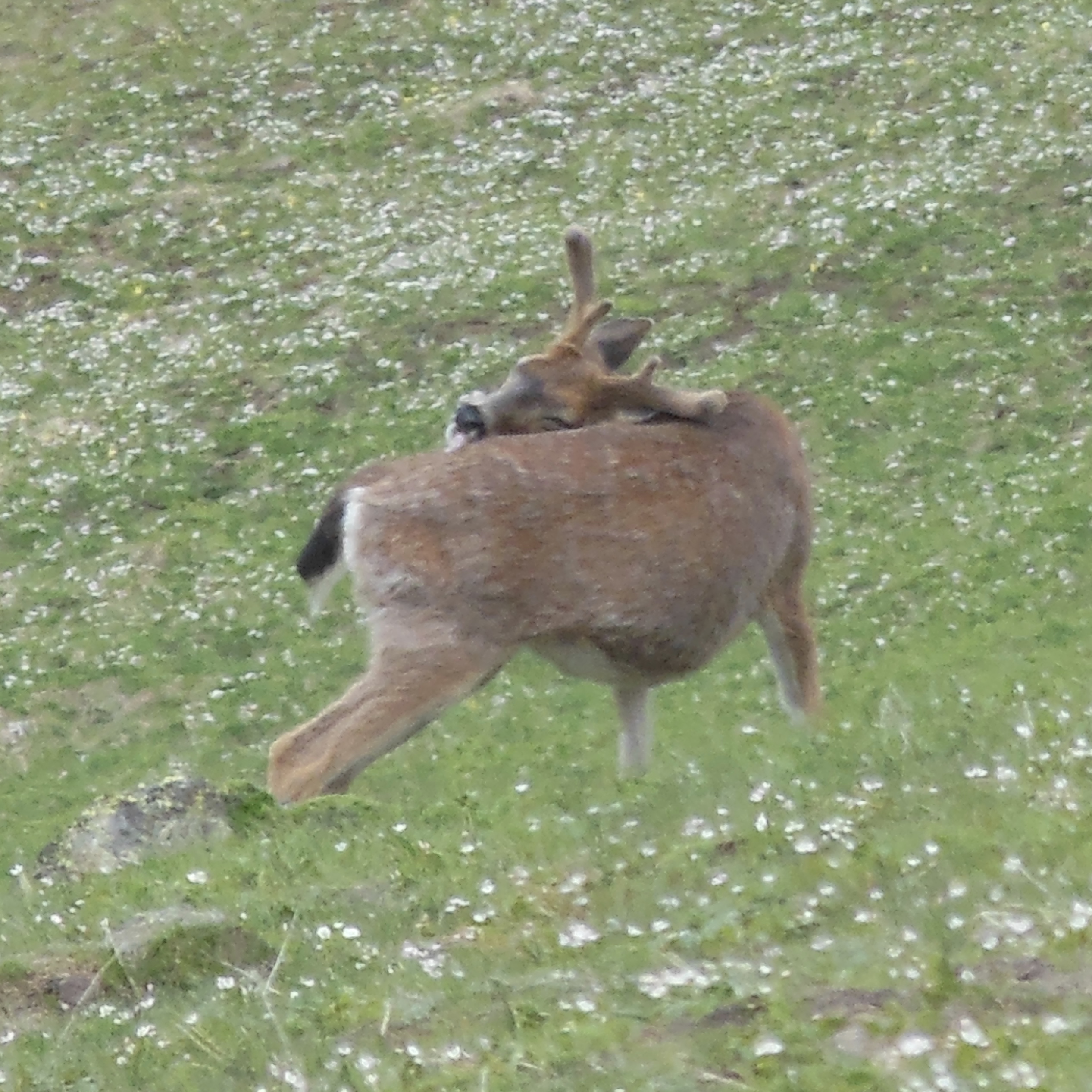 Bath time for the black-tailed deer.