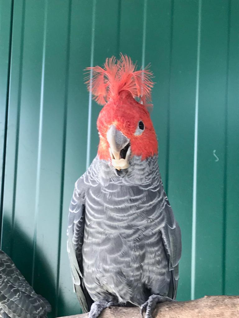 Yes ,the galatiel was fathered by a gala and monthered by a pied cockatiel(rose breasted cockatoo) i have seen videos of it and a few . Users Parrot4sale