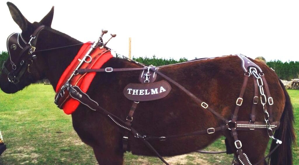 Mule Team Harness - Lone Star Hames - Collar Seperate - Parry Harness