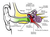 Partes Del Oído Interno