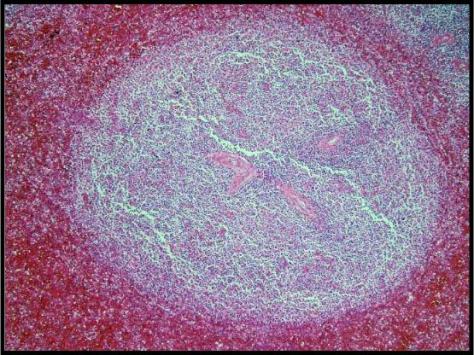 Forensics Part 2, Question #10