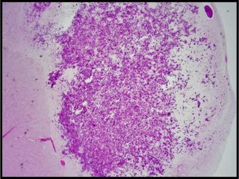 Forensics Part 2, Question #8