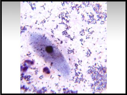 Microbiology - Part 2, Question #2