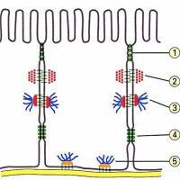 Quick review: the 5 main intercellular junctions