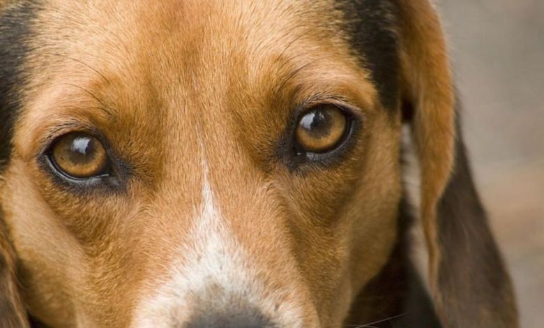 Köpekler Nasıl Görür? Renkleri Görebilir mi? 1 Köpekler Nasıl Görür/Renkleri Görebilir mi ?