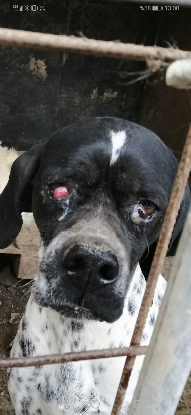 Kopeklerde Cherry Eye Icin Ev Careleri Tr Secrettohappypets Com