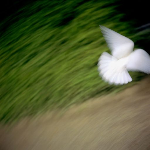PATRICK TABERNA – Photographie