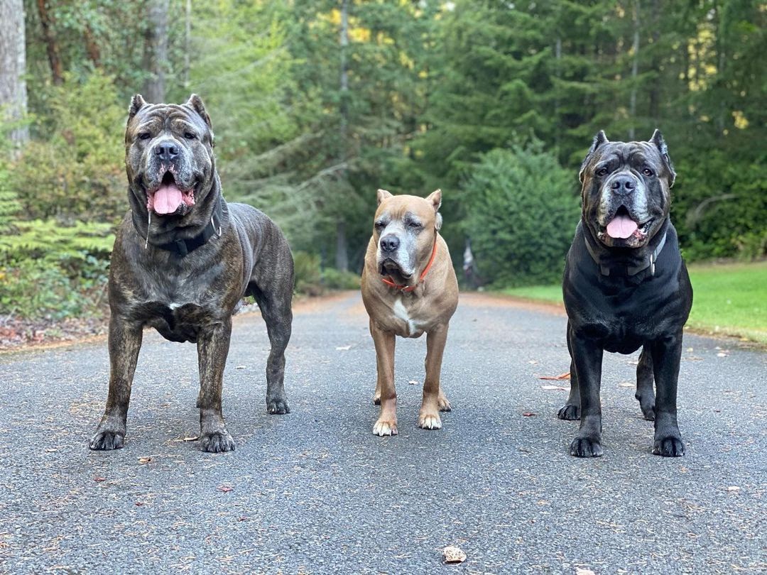 Cane corso size comparison