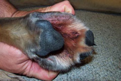 Image result for frost bite in dogs