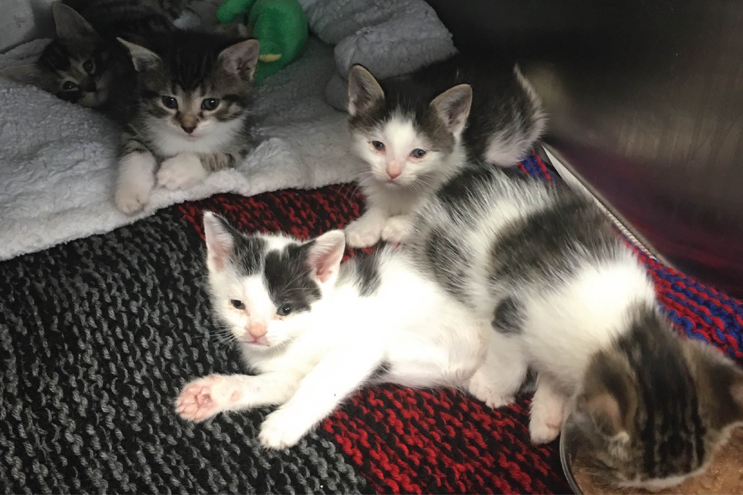 watch critical work during covid-19and kitten season paws in the media paws chicago on pet stores in chicago that sell kittens