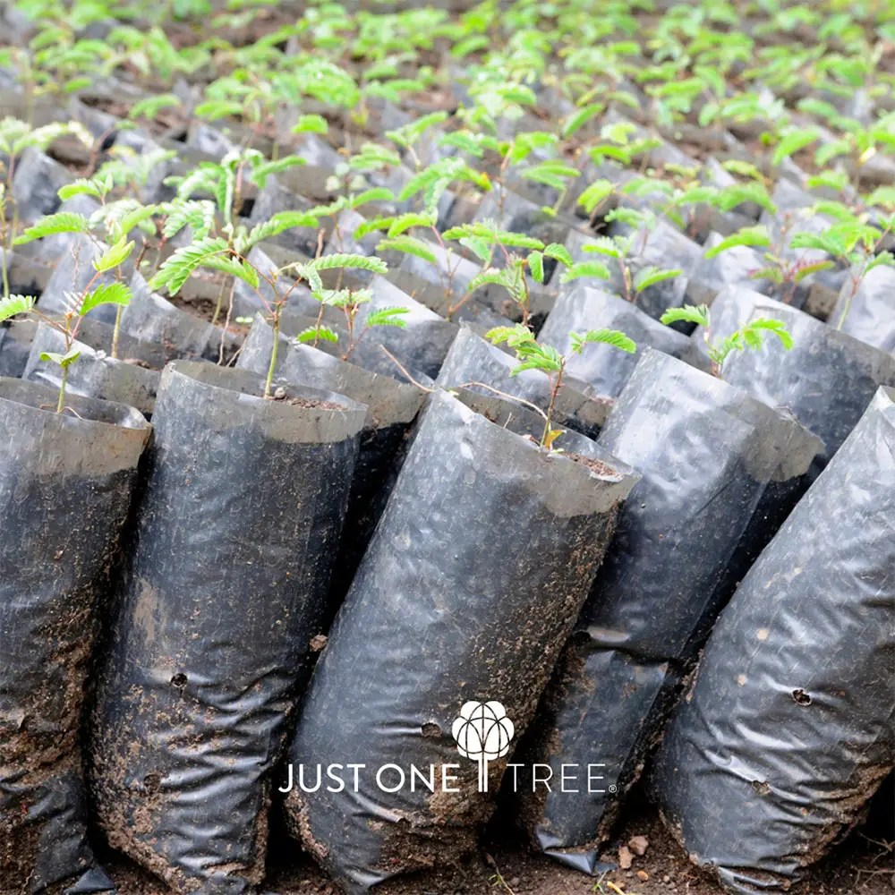 JUST ONE TREE saplings