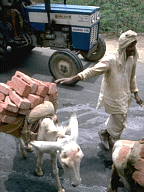 Insgesamt werden 15 einzelveranstaltungen mit jeweils zehn pferden organisiert. Equiden: Pferde, Esel, Maultiere, Maulesel