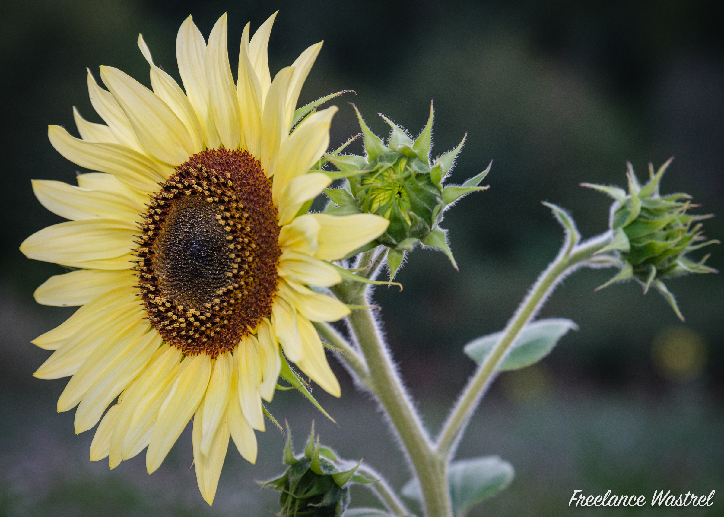 Sunflower 'Valentine' (Helianthus annuus cv. Valentine)