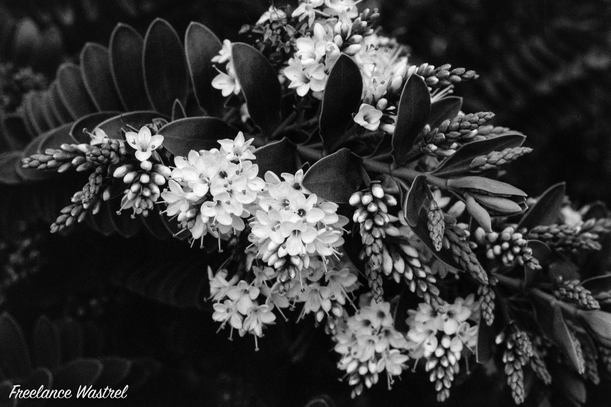 Veronica 'Wiri Mist'