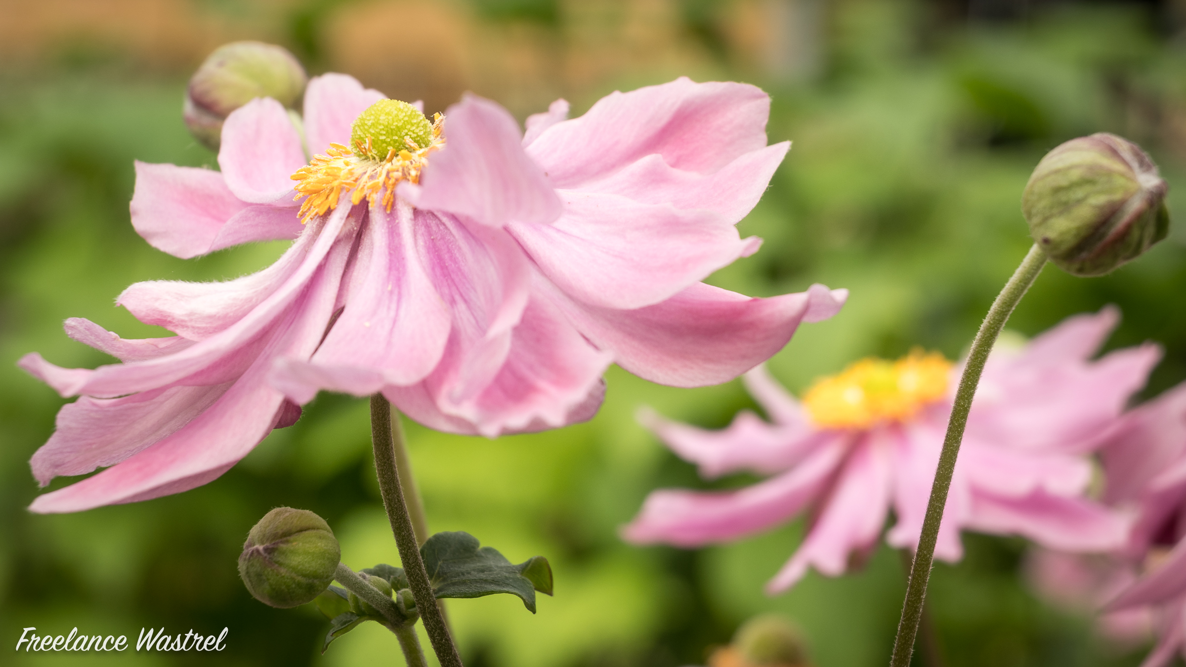 Japanese anemone 'Honorine Jobert'