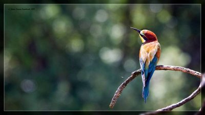Abejaruco (Merops apiaster)
