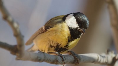 Carbonero común (Parus major)