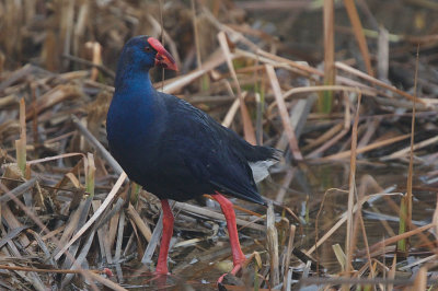 Calamón común
