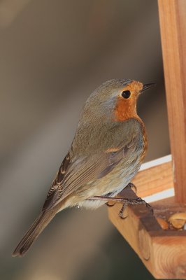 Petirrojo (Erithacus rubecula)
