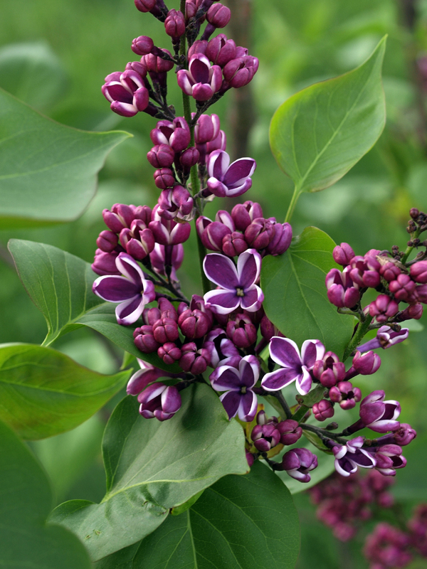 This is early enough to hit the weed seeds in time, . The wait is finally overâ¦time to apply crabgrass preventer