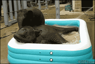 The 25 Most Adorable Gifs Of Animals Taking Baths
