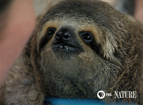 ⌄ scroll down to continue ⌄. Nature S Miracle Orphans Nature S Miracle Orphans Animated Gifs Nature Pbs