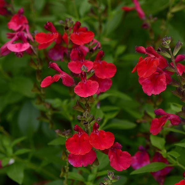 Salvia gregii Mirage™ Series - Peace Tree Farm