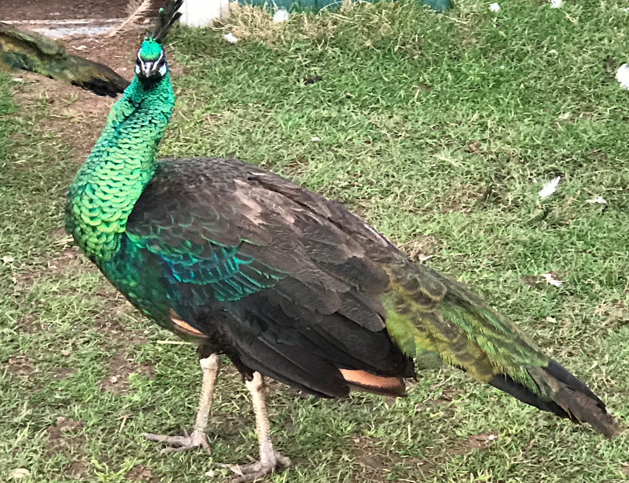 https://www.peacocksuk.com/wp-content/uploads/Java-hen.jpg