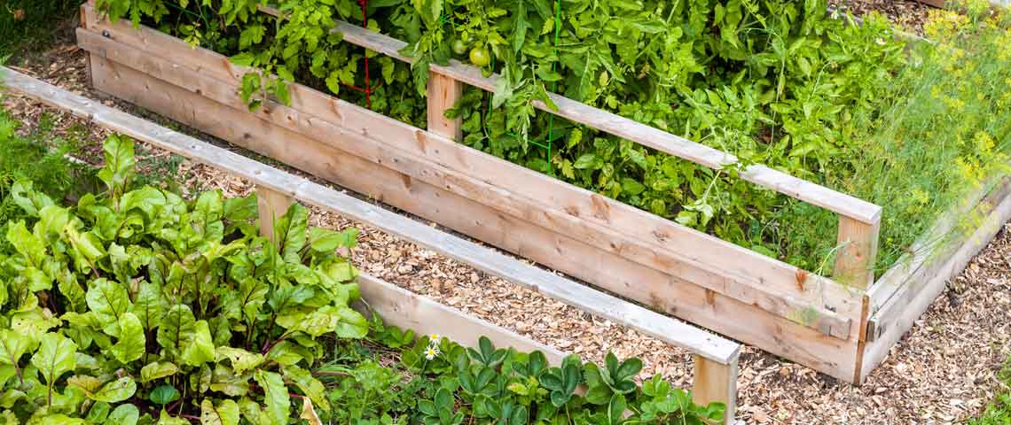 How to identify, fight and prevent root rot