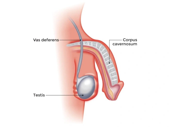 Erectile Dysfunction Treatment before after abu dhabi
