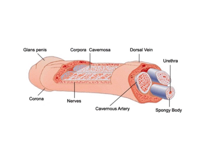 Erectile Dysfunction Treatment pictures before after