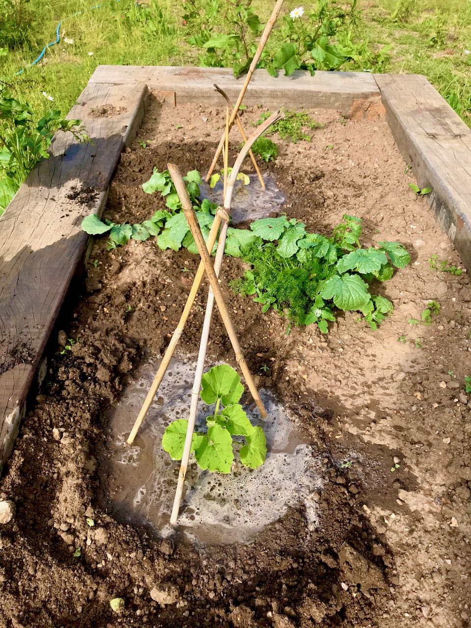Raised bed plantings in the orchard garden Perivale Park London
