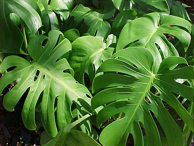 Wenn sie diese tipps zur pflege beherzigen, fühlt sich die . Mini Split Leaf Philodendron Philodendron Ginny Buy It Now
