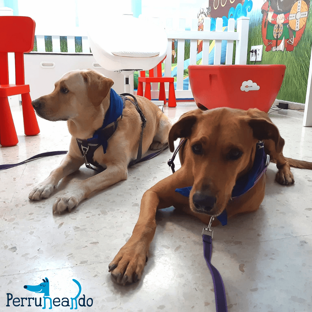 Terapia Asistida con Perros Hospital Axarquía - Perruneando