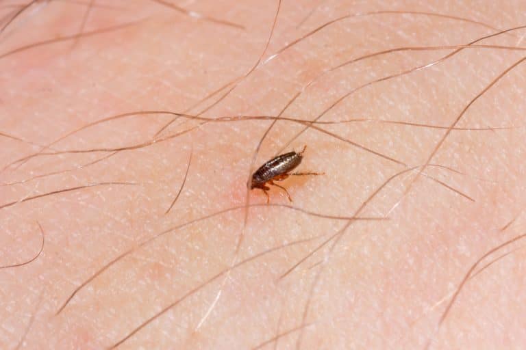 They can actually mess with your pet's health and be a major nuisance for your home. How to Get Rid of Fleas in the House Fast - Pest Brigade
